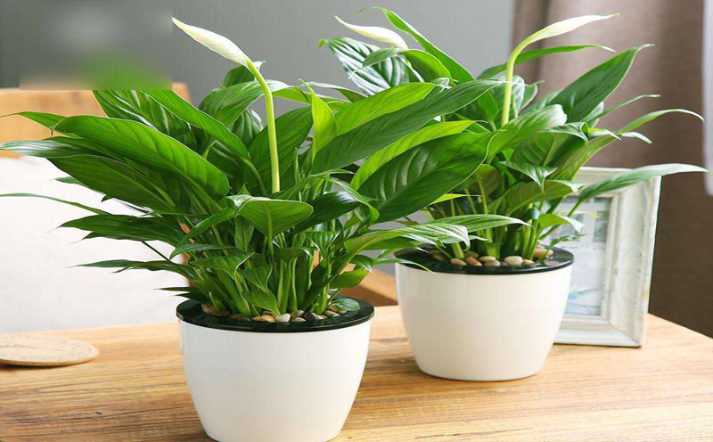 辽阳新房装修除味的几种方法 辽阳新房装修除味的几种方法